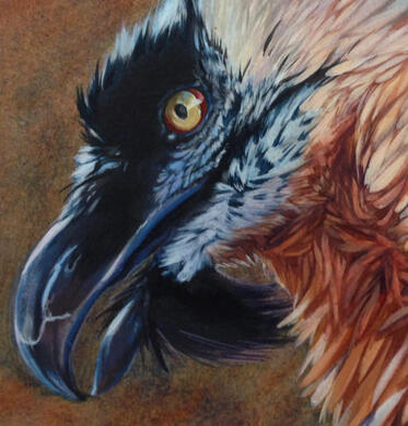 Vultures